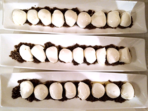 ciliege-mozzarella-pateolive_web